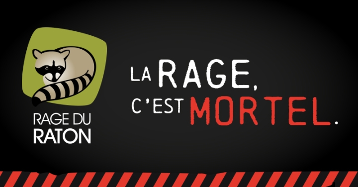 Rage du raton laveur: demeurons vigilants